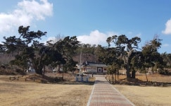 음양사상 반영된 서산 송곡서원 향나무 천연기념물 된다