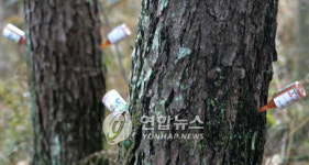 살충제 주사로 매개충 없애 재선충병 잡는다