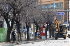 봄맞이 가로수 가지치기