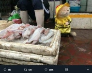 베트남서 생선 파는 고양이 개 SNS서 인기몰이
