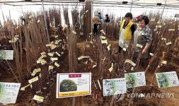 [세종소식] 세종시 전의면서 23∼25일 조경수 묘목 축제