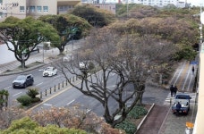 제주 담팔수 다 죽어간다…원인 밝혀 방제해도 계속 고사