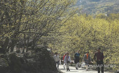 상춘객맞이하는 구례 산수유꽃마을