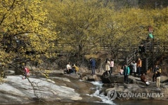 상춘객맞이하는 구례 산수유꽃마을