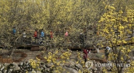 봄빛 물든 지리산