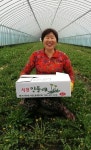 해풍 맞고 자란 서천 민들레 인기…농가 효자작물로 부상
