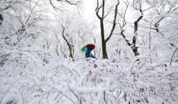 봄눈에 덮인 천년의 숲