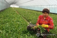 해풍 맞고 자란 서천 민들레 출하 한창