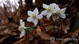 풍도바람꽃의 하얀 자태