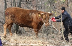 도축장서 소가 정육업자 들이받고 달아나…1명 사망·1명 부상(종합2보)