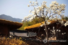 초가와 어우러진 하동 목련꽃