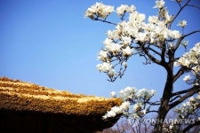 초가와 어우러진 하동 목련꽃