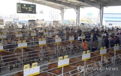 김제시에 자리 잡은 한우 전자경매시장