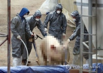 구제역을 막아라