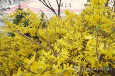 개나리와 함께하는 체육 시간