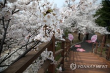 꽃보라동산 벚꽃