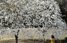 하얀 목련이 활짝 핀 오죽헌의 봄
