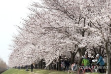 낙동강변 연분홍 물결