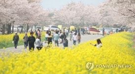 꽃길만 가시리 제주 유채꽃축제 7일 개막