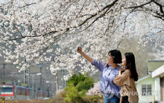벚꽃 만발한 경산 삼성역
