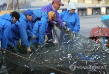 싱싱한 봄 멸치 가득