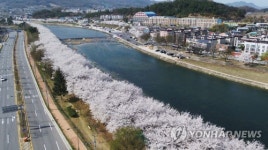[카메라뉴스] 벚꽃 천국…상주 북천 5㎞ 구간에 만발