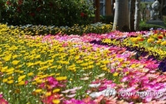 광주 북구청 광장서 봄꽃잔치…형형색색 15만본 활짝