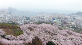 부산 황령산 벚꽃 비경