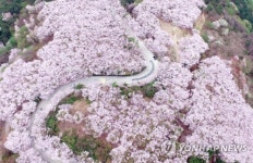 부산 황령산 벚꽃길