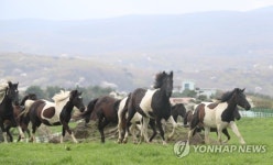 초지 달리는 한국형 승용마
