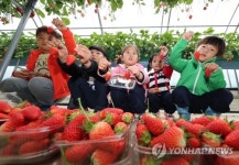 딸기 따기 체험해요!