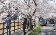 보령 주산 벚꽃 터널길 걸으며 추억 만드세요