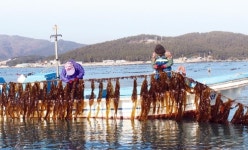 봄 바다 오감 느껴요…기장 미역·다시마 축제 개막