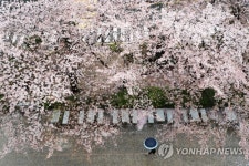 부산은 벚꽃앤딩