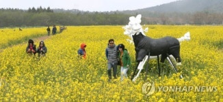 꽃길만 가시리 제주 유채꽃축제 개막…15일까지 계속된다