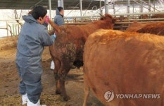 562마리 떼죽음…한우의 무덤 악명 옥천 브루셀라 잡히나