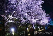 밤에 즐기는 낭만 벚꽃길