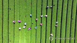 아름다운 햇차 수확 풍경