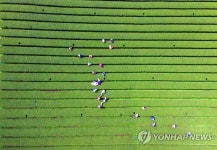 새순 하나하나 손으로