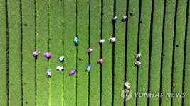 새순 하나하나 손으로