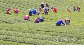 정성 담은 햇차 수확