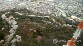 벚꽃길로 수놓은 남산