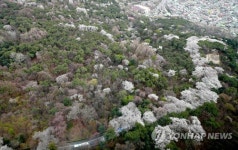 벚꽃길로 수놓은 남산
