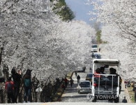 벚꽃 만개