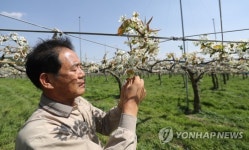 냉해로 농사 망친 배 과수원