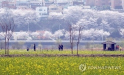 전국 최대 유채밭 부산 대저생태공원서 봄꽃 대향연