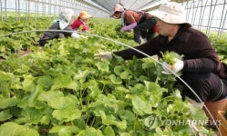산나물의 제왕 곰취 수확 한창