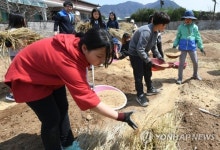 왕겨와 볏짚으로 친환경 멀칭합니다