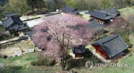 벽송사의 산벚꽃