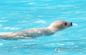 서울대공원서 천연기념물 '점박이물범' 탄생